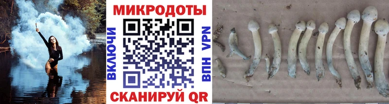 Галлюциногенные грибы Psilocybe  Купить закладки  Емва 